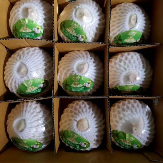 Thailand imported perfume coconut green milk fragrance fresh fruit coconut extra large fruit seasonal fruit 2 pieces/(single fruit 900-1200g)