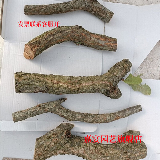 Champagne trunk underwater forest ornaments, pure natural water and land tank, rainforest tank, landscaping, climbing pet turtle terrace, 1-2 cm in diameter and 20 cm long.