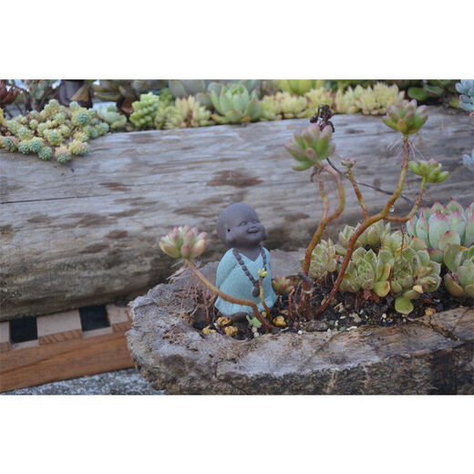 Succulent wood flower tank natural log wood root dead wood flower pot Zen Dendrobium succulent plant rotten wood flower pot Black 1355