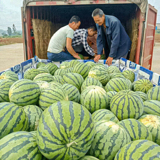 Shouhe crunchy type 8424 watermelon seeds, early mature, thin-skinned, summer and autumn seeds, 8424 watermelon seeds, 50g, about 900 pieces