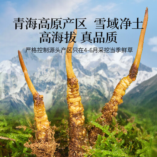 同仁堂（TRT）品牌 新鲜虫草0.81-1.0克/条50条装 鲜虫草青海源头直发包邮