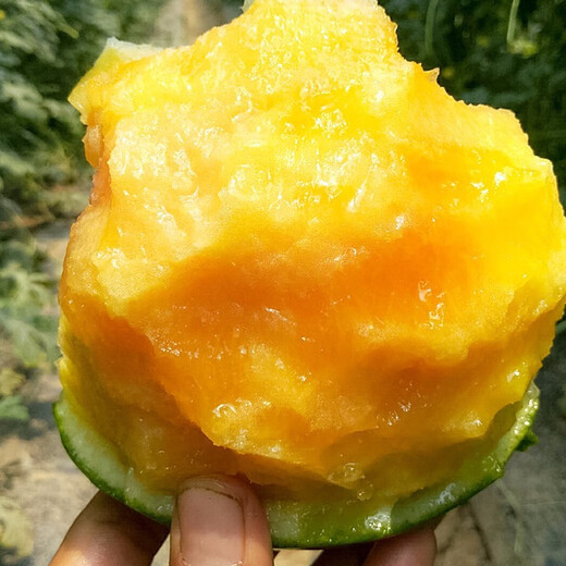 Dayu Yellow Heart Watermelon Seeds Complete Collection Early Maturity Yellow Skin Red Flesh Yellow Flesh Special Xiaofeng Watermelon Seeds Southern Fruit Rainbow Watermelon Seeds 5 capsules