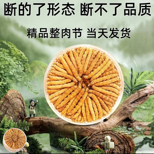 Cordyceps sinensis big broken grass pure meat festival affordable authentic big broken grass 50g gift box for gift for self-use. Authentic fine meat festival 5g pack for Tibet Nagqu authentic fine meat festival