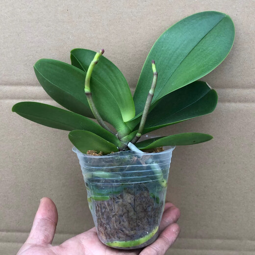 Double Foil Phalaenopsis Potted Orchid Seedlings with Foil Flower Sword All Seasons Blooming Indoor Flowers Easy to Grow and Live 25. Tricolor Bird - Double Foil Sword Shipped Good with Potted Plants