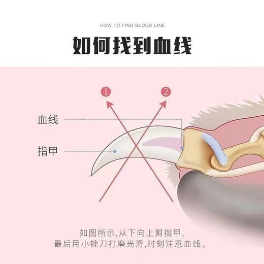 Nail scissors for parrots, nail sharpener for birds, claw sharpener for birds, nail clippers for cats, general purpose for beginners, buy 1 get 1 free - special nail scissors for parrots