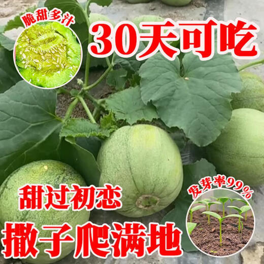 Tianfen Emerald Melon Seed Seedlings Super Sweet Thin Skin Cantaloupe Seeds Green Skin Four Seasons Balcony Vegetables and Fruits 2 Packs (200 New Seasonal Seeds) Super Sweet Emerald Sweet