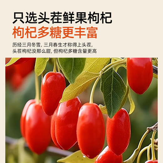 同仁堂（TRT）枸杞宁夏红枸杞子头茬新货中宁免洗苟杞子枸杞茶泡水泡酒190g