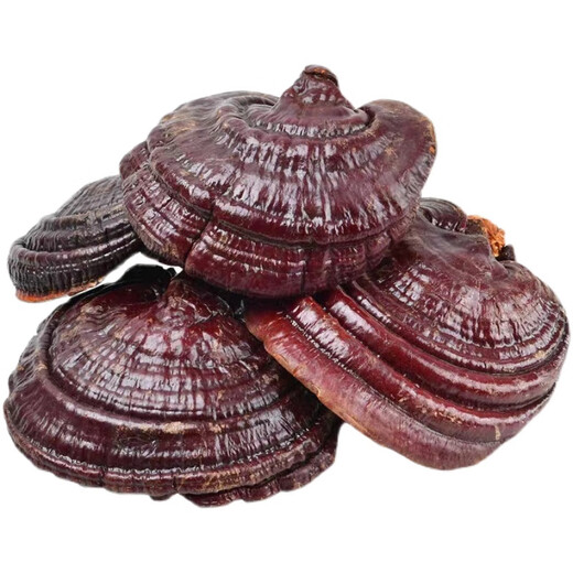 长白山药房品质紫灵芝野生中药材500g整朵赤灵芝片孢子粉泡酒礼盒 赤灵芝整株500g（长白山成熟体大灵芝）