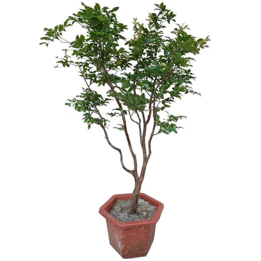 
Jiabao Fruit Seedlings Sabah Jiabao Fruit Seedlings Grape Fruit Seedlings with Soil and Leaves Dongguan 13-year-old store 7-year-old tree Sabah 6174 141cm (inclusive)-170cm (inclusive)