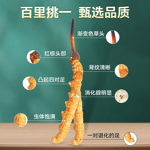 Zangyou auténtica caja de regalo Cordyceps con tónico para la primera etapa del regalo de Cordyceps para que los ancianos y los padres lideren el regalo nutricional [uso económico] 5 palos/G-50 gramos de 250 palos [descuento especial]