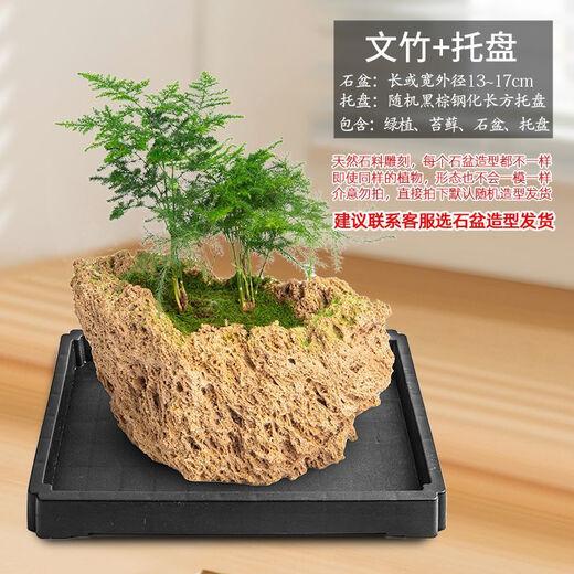 Absorbent stone flower pot, natural strange stone, absorbent stone, upper water stone, original stone, stone pot, calamus, succulent potted plant, bonsai micro-scape, 13-17cm stone pot + asparagus, package 2
