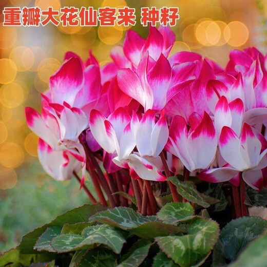 Store best-selling double-petaled cyclamen seeds cyclamen potted seeds New Year's Eve flower seeds balcony seasons cyclamen flower seeds following 15 colors mixed high-quality seeds 1 pack about 105 seeds + germination rate