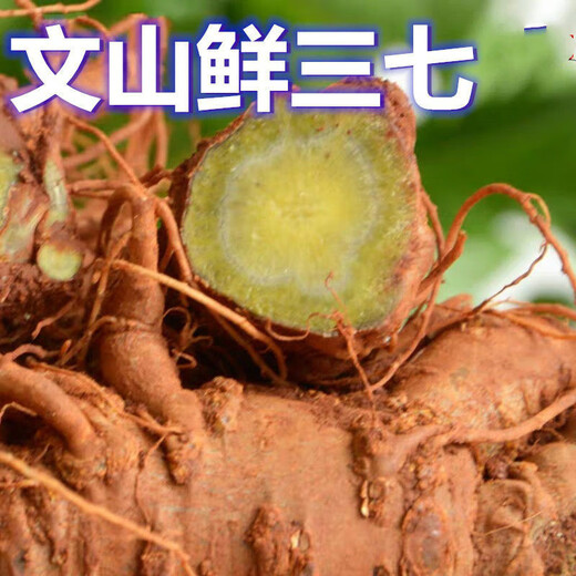 Notoginseng de notoginseng de Panax fresco de Yunnan Wenshan Panax Notoginseng con raíces campos frescos Vino climado 250g 500 g [Selección de cinco años de Notoginseng fresco de Panax] 5 Total 500G