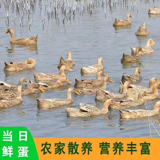 Duck eggs, fresh raw duck eggs, local duck eggs, farm-raised free-range green shell duck eggs, whole box wholesale, 10 pieces 60g-70g Duck eggs, fresh raw duck eggs, local duck eggs, farm-raised free-range green shell duck eggs, whole box wholesale, 10 pieces 60g-70g