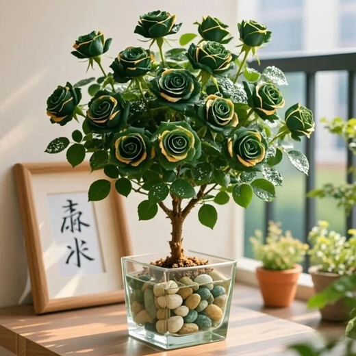 Colorful roses, one tree, multi-color potted old piles, blooming in all seasons, easy to grow indoors, cold and heat-resistant, suitable for balcony and courtyard, colorful roses, hydroponic water and soil/9-year-old old piles, 2 pieces, full bloom + fertilizer