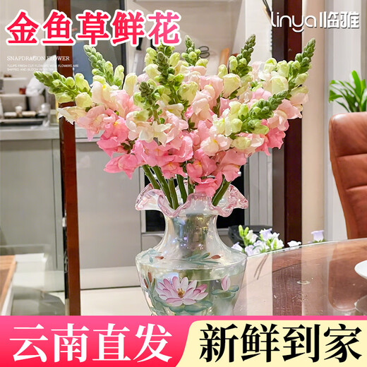 Linya Snapdragon Flowers 8-10 Branches Yunnan Straight Hair Large Flowers Fresh Cut Flower Hall Household Water Raised Random Source Straight Hair