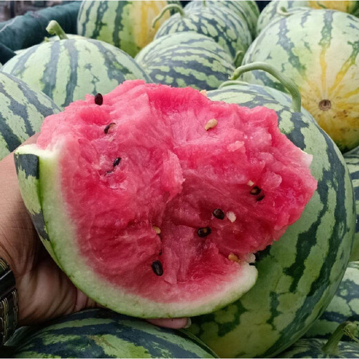 Kirin Meidu watermelon seeds with thin skin, crack-resistant, few seeds, super sweet and crispy 8424 round watermelon Meidu watermelon seeds, 200 pieces original Kirin Meidu 3 bags