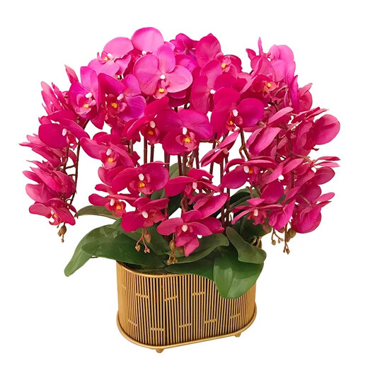 Double Foil Phalaenopsis Potted Orchid Seedlings with Foil Flower Sword All Seasons Blooming Indoor Flowers Easy to Grow and Live 25. Tricolor Bird - Double Foil Sword Shipped Good with Potted Plants