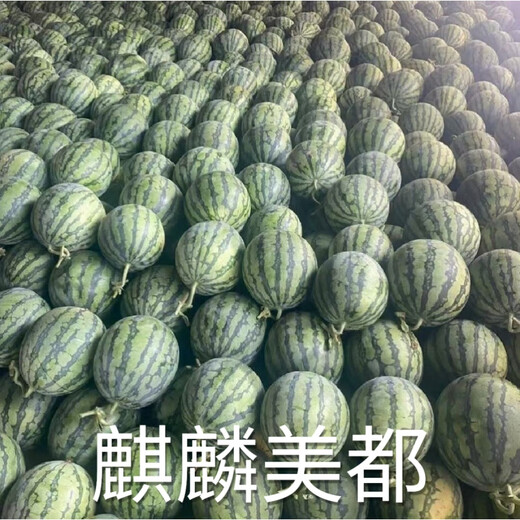 Kirin Meidu watermelon seeds with thin skin, crack-resistant, few seeds, super sweet and crispy 8424 round watermelon Meidu watermelon seeds, 200 pieces original Kirin Meidu 3 bags