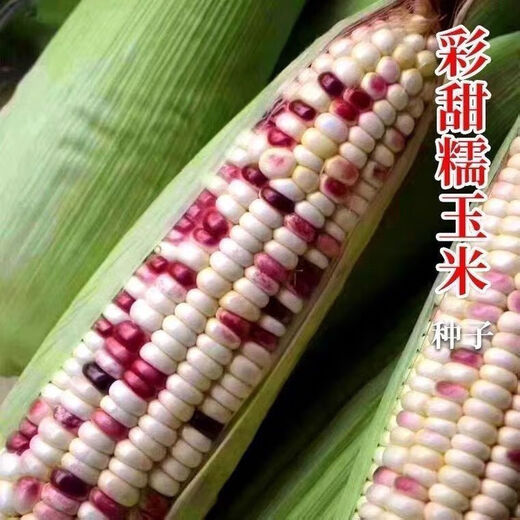 National Approval Super Sweet Colorful Waxy Corn Seeds Flowery Waxy Corn Seeds Colorful Cloud Sweet Waxy Corn Farmers High Yield National Approval Colorful Waxy Corn Seeds 1 Pack About 50 Grains