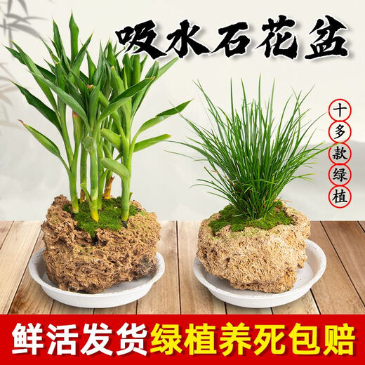 Absorbent stone flower pot, natural strange stone, absorbent stone, water-absorbing stone, raw stone stone pot, calamus succulent potted plant, bonsai micro-scape, 10-12cm stone pot + round base + grass seeds
