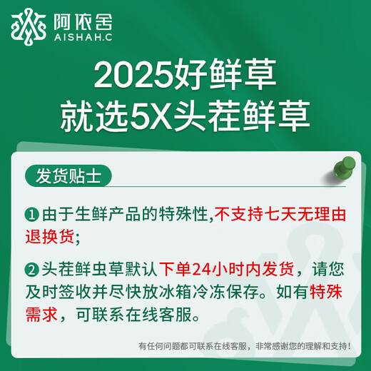 阿依舍新鲜冬虫夏草20克大号头茬鲜断草鲜冬虫草【源头直发】包邮