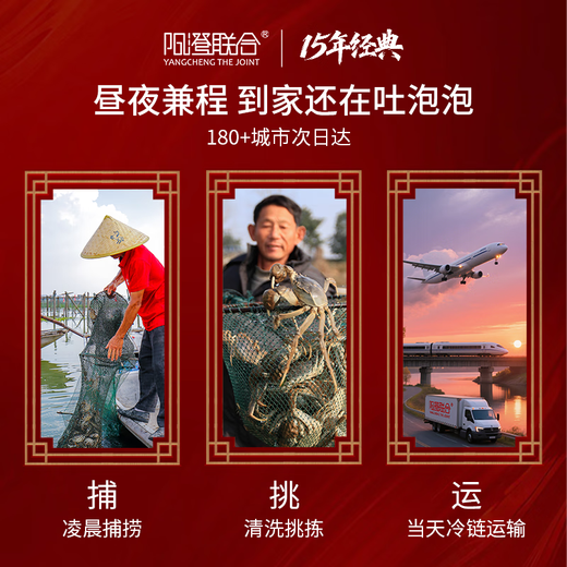 【礼券】阳澄联合大闸蟹礼券螃蟹券蟹卡礼盒礼品卡节日送礼提货券 9855型公6.0两 母5.0两 5对10只