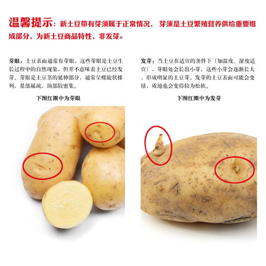 [Farmer Express] Kartoffel 1 kg