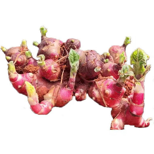 Yunnan yacon seeds are dug fresh red heart and yellow heart seedlings and bulbs are directly harvested from the fresh base. 3 Jin Jin is equal to 0.5 kg | Red heart yacon super sweet