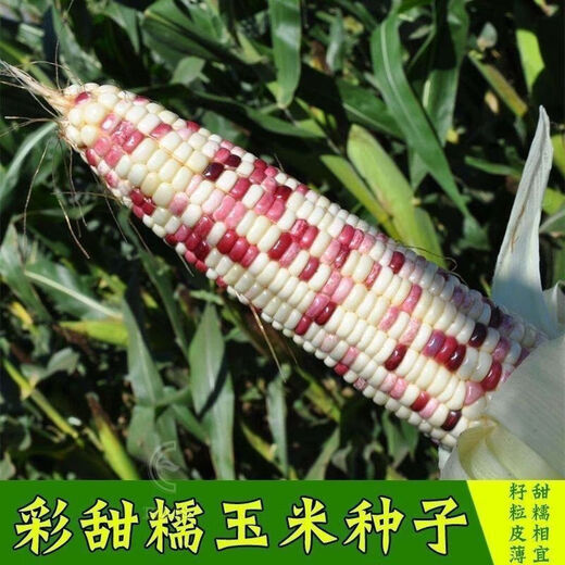 National Approval Super Sweet Colorful Waxy Corn Seeds Flowery Waxy Corn Seeds Colorful Cloud Sweet Waxy Corn Farmers High Yield National Approval Colorful Waxy Corn Seeds 1 Pack About 50 Grains