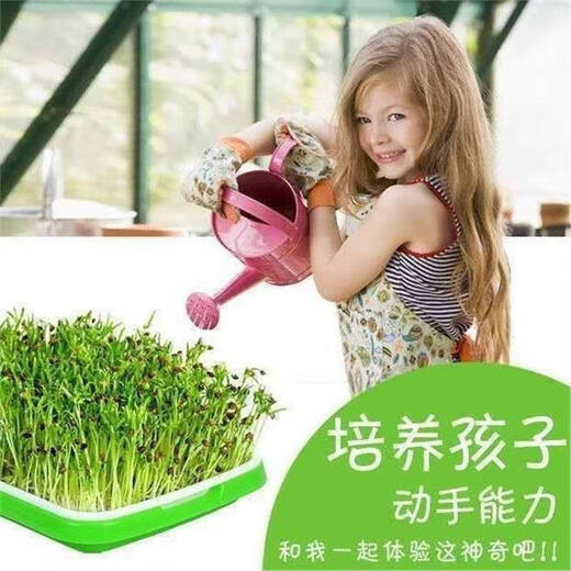 Black sesame seeds, sprouts seeds, hydroponic vegetable seeds, sown in all seasons, autumn fields, productive and healthy vegetable seeds. Black sesame sprouts seeds. One Jin Jin is equal to 0.5 kilograms.