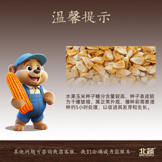 北蔬 超甜水果玉米种子种苗四季蔬菜籽 苏科甜1506玉米种子50g约350粒