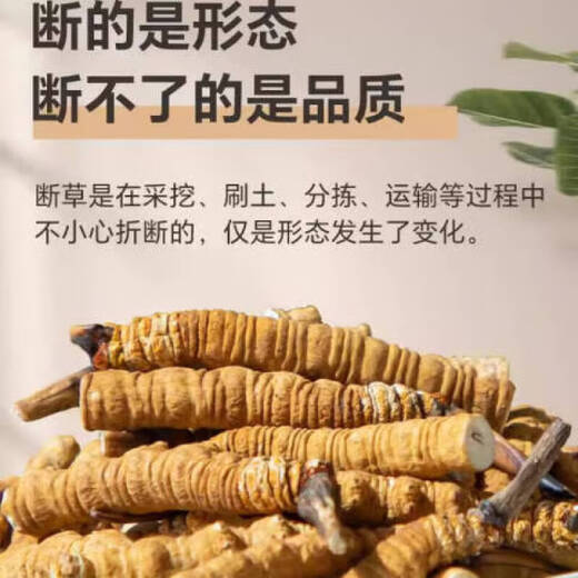 Cordyceps sinensis selection of Cordyceps sinensis gift box tonic for Cordyceps sinensis pure meat festival wine nutritional products 10 grams of Cordyceps sinensis [11 grams in total]