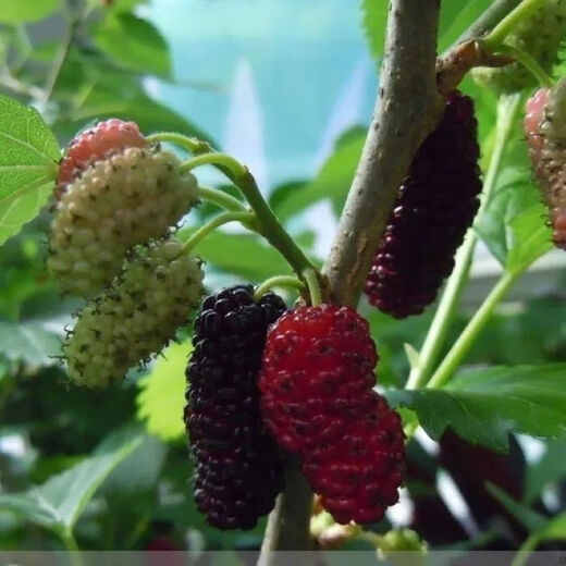 Mulberry seeds, spring and autumn fruit seeds, potted flower seeds, good taste, mulberry tree fruit, mulberry, sour and sweet, mulberry seeds, about 2 grams per pack