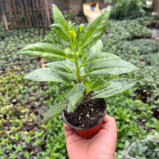 Edible moon grass seedlings white-backed vegetable plant fairy vegetable Golden Pheasant health vegetable white-backed panax notoginseng potted plant rich ** plug seedlings ** seven trees