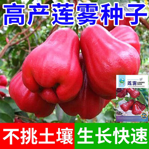 Lotus mist seeds. Lotus mist seeds are sown in all seasons. Balcony potted plants are planted in small yards. Simple and high-yielding fruit seeds. Super sweet mist lotus seeds. Fruits explode every year. Only good seeds are sold. 2025 new seeds. About 105 seeds.