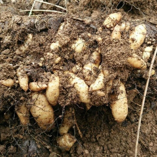 Gastrodia seeds 0th generation Gastrodia 1st generation Gastrodia seedlings Gastrodia seeds for four seasons planting in the ground potted plants Gastrodia granular seeds 100 grains + rooting fertilizer