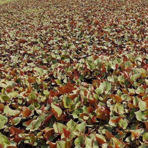 Houttuynia cordata seed seedlings + Sichuan authentic fresh folded ear root seedlings for home gardening and four-season potted plants Houttuynia cordata seeds only sell good seeds, buy one + one, get 2 bags for about 20