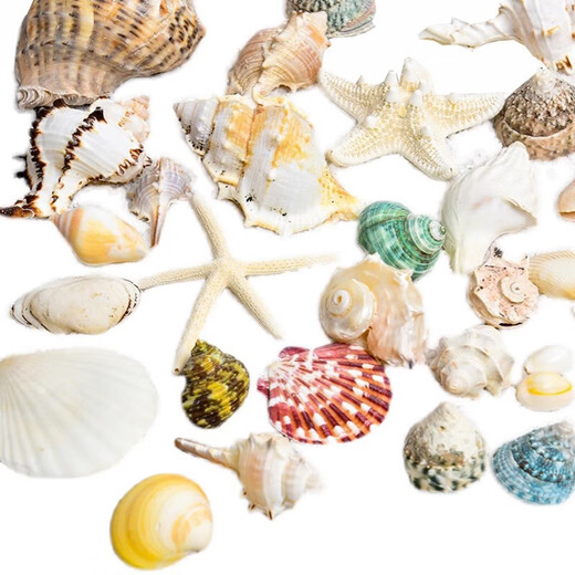 Shells, conches, starfish, fish tank landscaping, handmade diy materials, photo frames, wind chimes, drift bottles, decorative small gifts, 5 bread starfish, 5-7.5cm