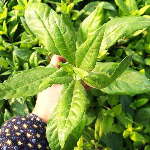 Edible moon grass seedlings white-backed vegetable plant fairy vegetable Golden Pheasant health vegetable white-backed panax notoginseng potted plant rich ** plug seedlings ** seven trees