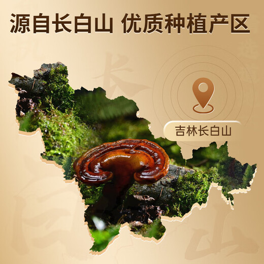 Lei Yunshang [Oficial] Breaking Wall Ganoderma Lucidum Spore Powder Changbaishan Red Ganoderma Lucidum Esencia Mayado de productos inmunes de salud inmune Productos nutricionales [Calificación] Ganoderma Lucidum Spore Powder 60G*12 Box