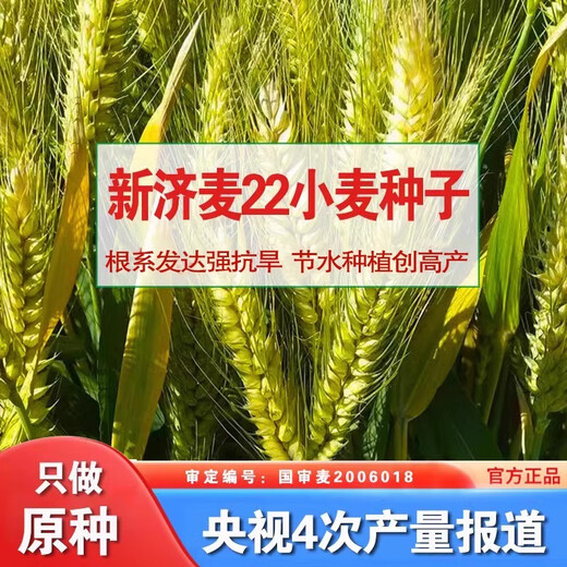 Nationally approved Jimai 22 wheat seeds, high-quality strong-gluten field winter wheat seeds, high-yielding dwarf stalks, resistant to lodging and large ears, original species Jimai 22 wheat 1 Jin Jin is equal to 0.5 kg, cultivated by Shandong Academy of Agricultural Sciences