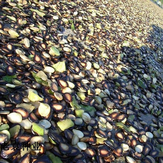 Big melon seeds, black watermelon seeds, watermelon seeds, spring and summer fruit seeds, 500g of seeds