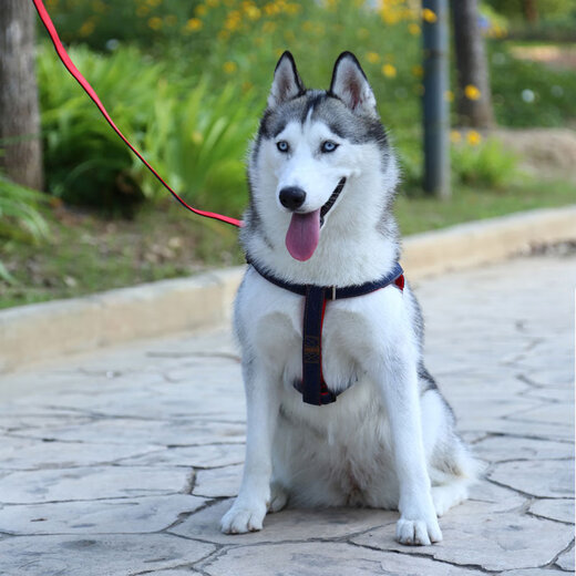 Dipur dog leash dog leash dog leash Teddy dog leash small dog leash dog walking rope pet supplies collar denim rope M recommended 10-20 Jin Jin equals 0.5 kg