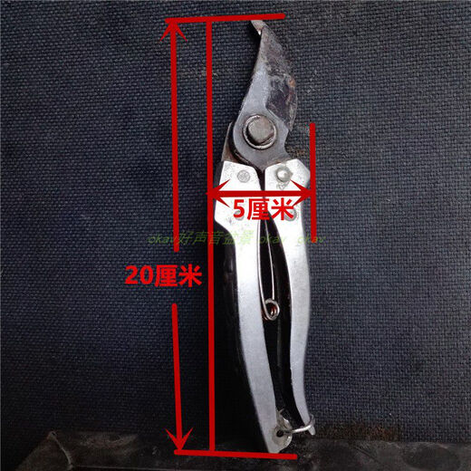 金弹子母桩带果发货原生金蛋子金单子金弹子原生小微盆景 7371 20cm(含)-30cm(不含)