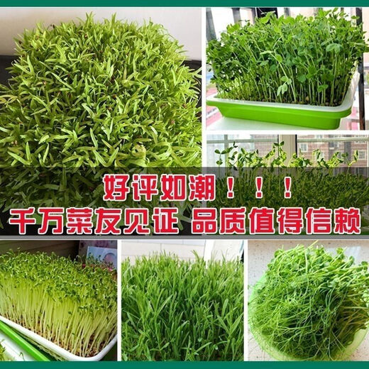Black sesame seeds, sprouts seeds, hydroponic vegetable seeds, sown in all seasons, autumn fields, productive and healthy vegetable seeds. Black sesame sprouts seeds. One Jin Jin is equal to 0.5 kilograms.