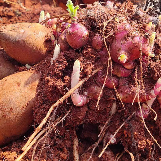 Yunnan yacon seeds are dug fresh red heart and yellow heart seedlings and bulbs are directly harvested from the fresh base. 3 Jin Jin is equal to 0.5 kg | Red heart yacon super sweet