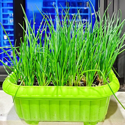 
[Shouhe] Shouguang Onion Seedlings with Root Seedlings Seedlings Chives Small Weekly Seeds Home Planting Balcony Garden Shouguang Onion Seeds 1050 Shouguang Onion Seeds Buy Five Free One Free Get