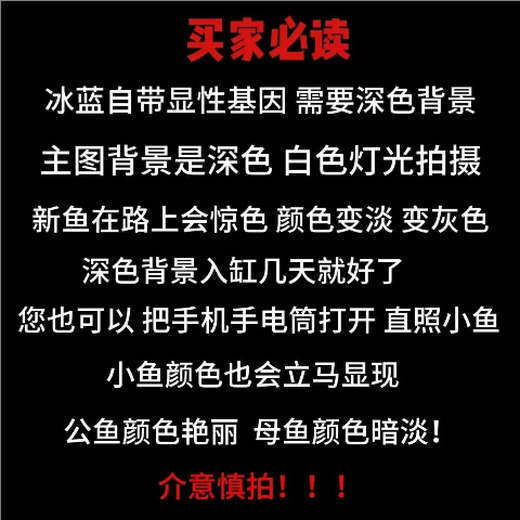 Ice basket guppy ink blue purebred guppy basket dress small tropical fish coral basket tail viviparous fish package live purebred ice blue 3-4 months old 1 pair