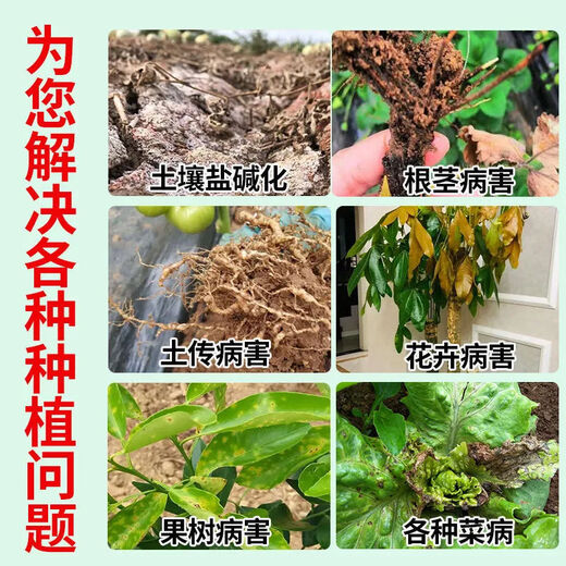 Zhonggu Nongkang (ZGNK) soil fungicide special for agricultural soil-borne diseases disinfection and sterilization soil anti-heavy crop dead seedling rot and root rot fungicide soil pathogen cleaner 1 bag small quantity is not enough